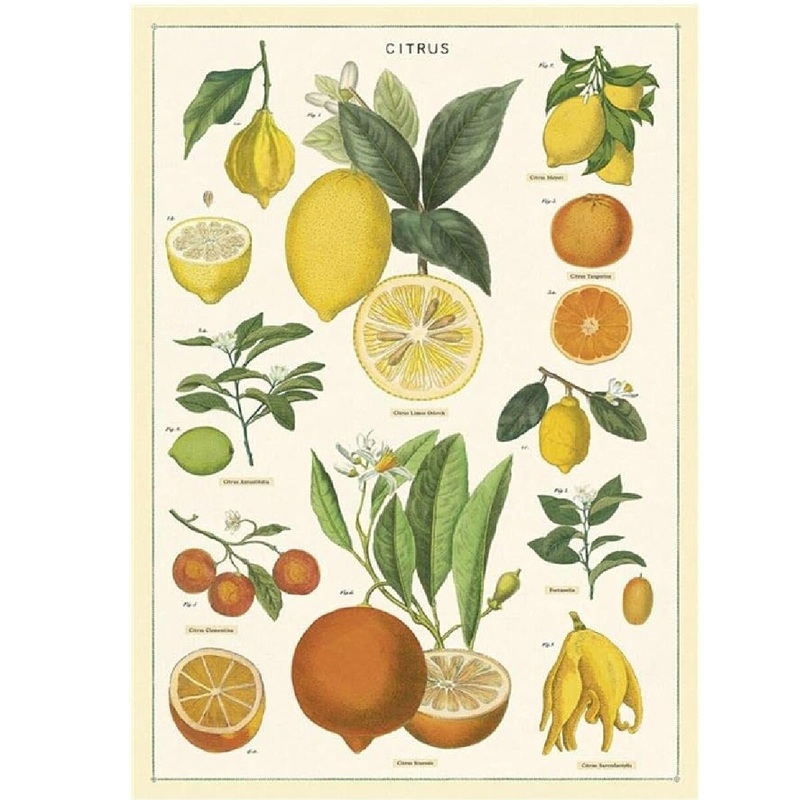 20x28 Citrus Wrap  Sheet