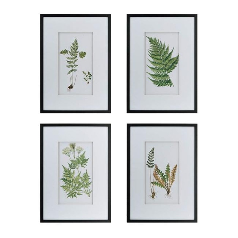 Rembrandt Collection of Plant Fern Wall Art SE2318
