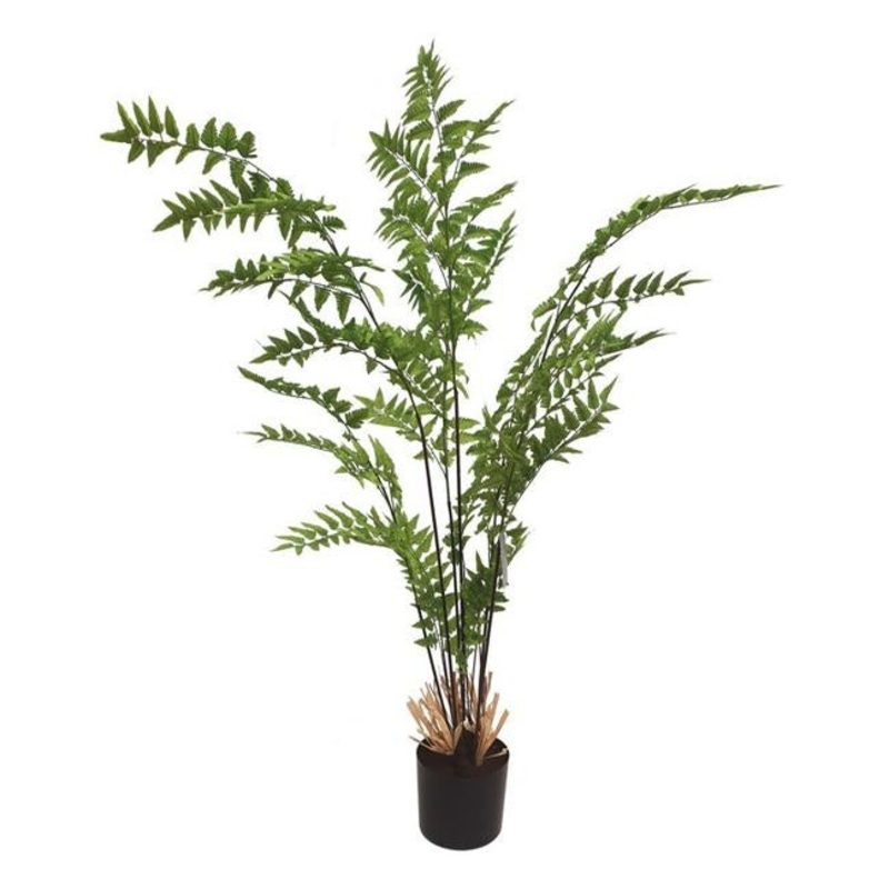 Rembrandt Maiden Fern IV3006