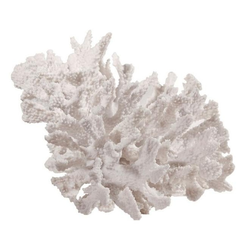 Rembrandt Coral Display SE2111