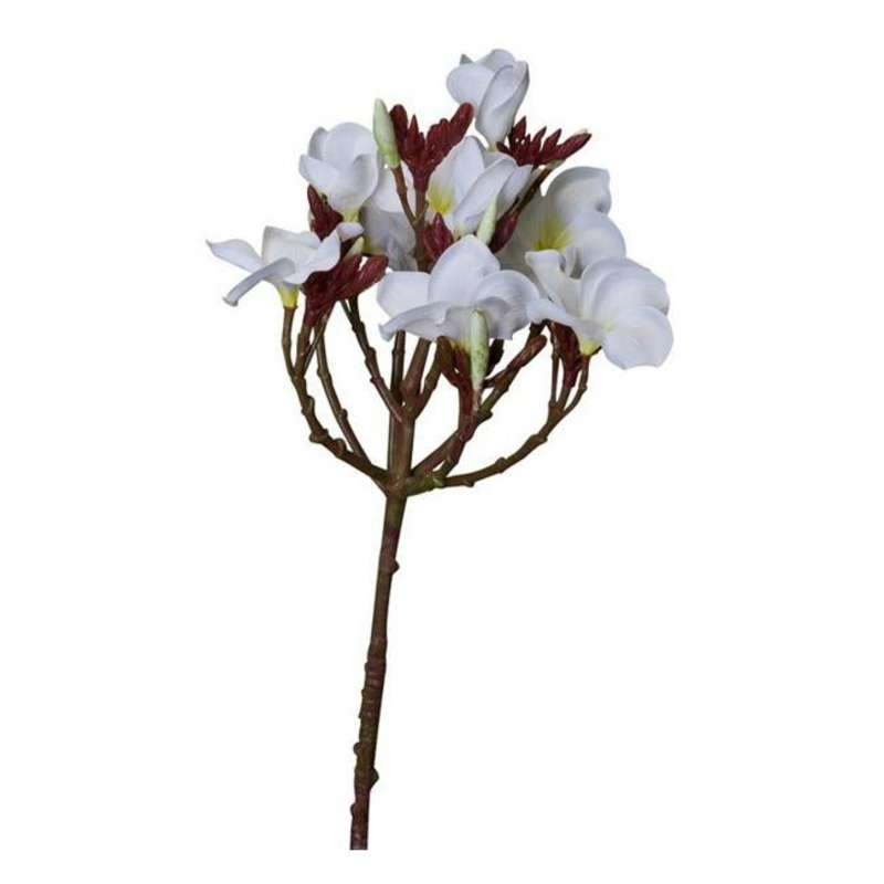 Rembrandt Plumeria Spray (Frangipani) / White PG1001